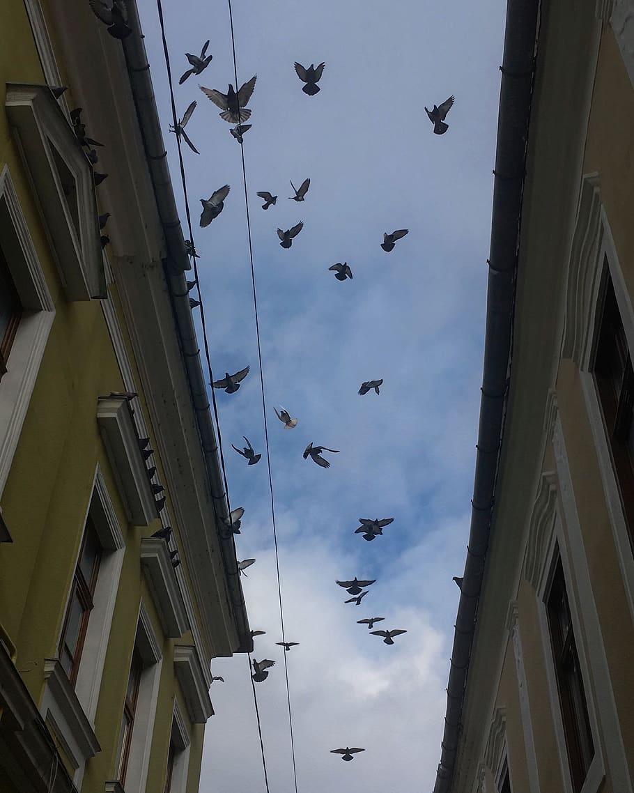 animal, bird, romania, cluj-napoca, strada i. c. brătianu 25