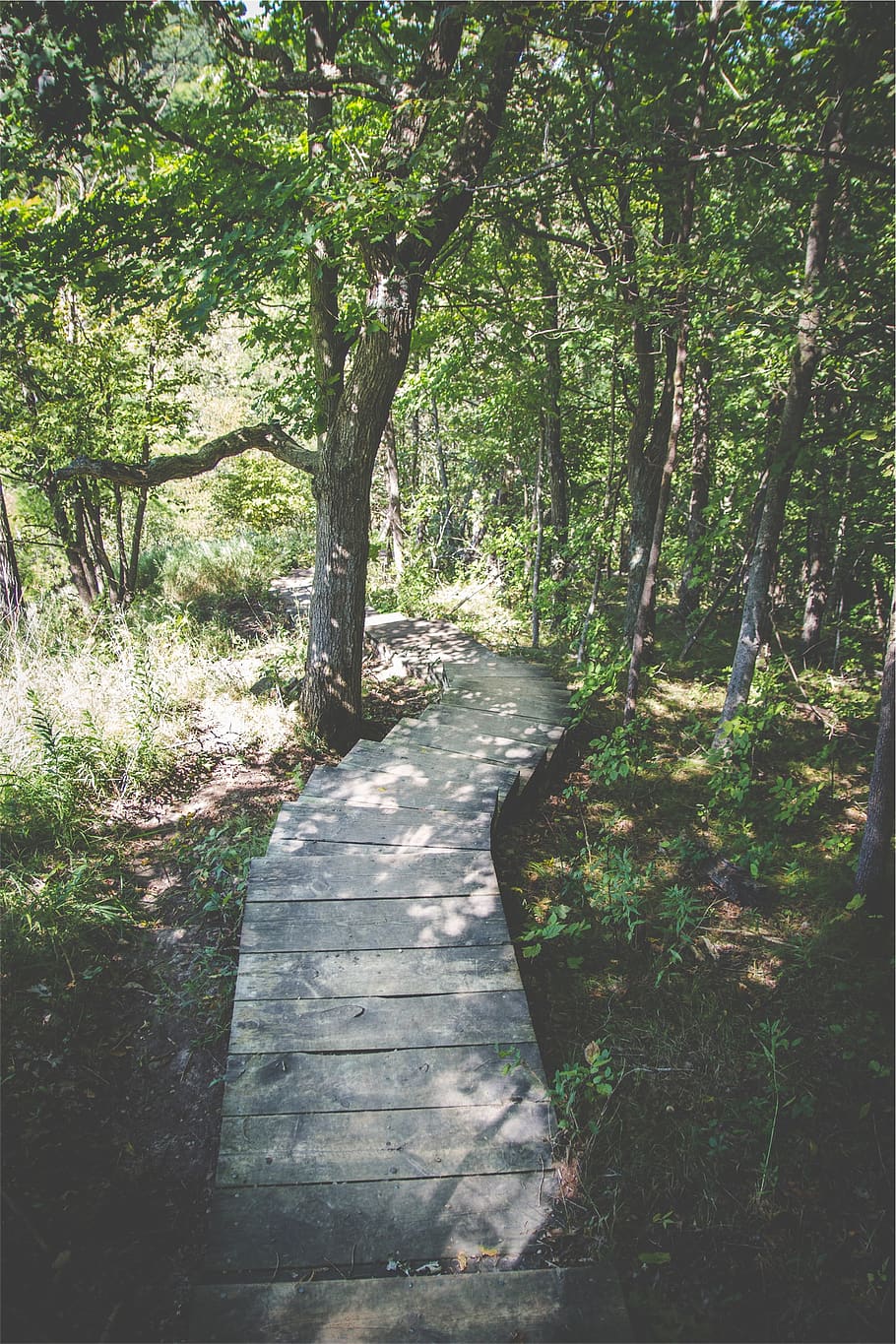 wood, path, trail, trees, leaves, forest, woods, nature, hiking HD wallpaper