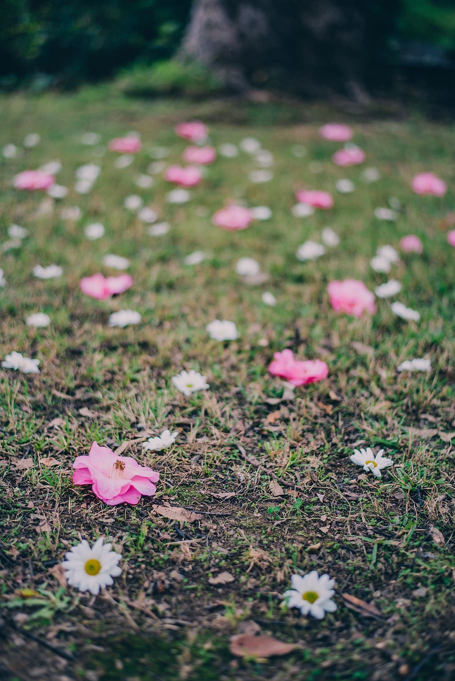 white and pink flowers, ground, blossom, plant, petal, rose, leaf