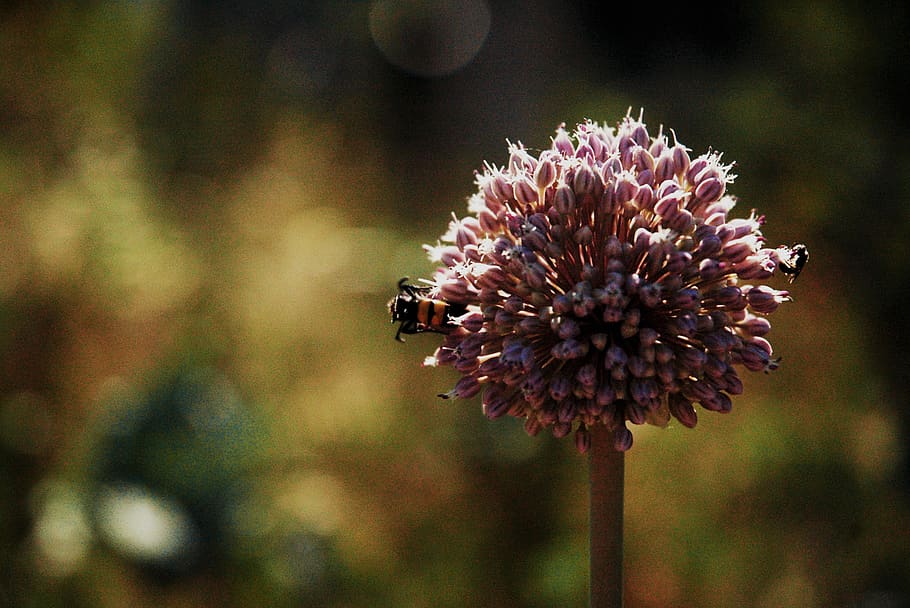 bees, flower, wasp, summer, flowering plant, freshness, beauty in nature HD wallpaper