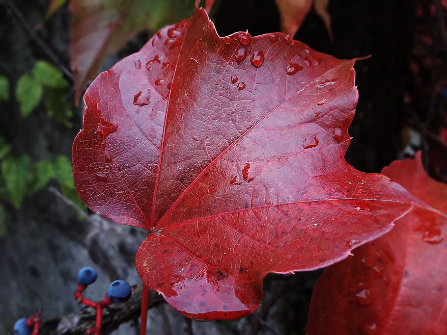 leaf, red, autumn, nature, plant part, close-up, focus on foreground HD wallpaper