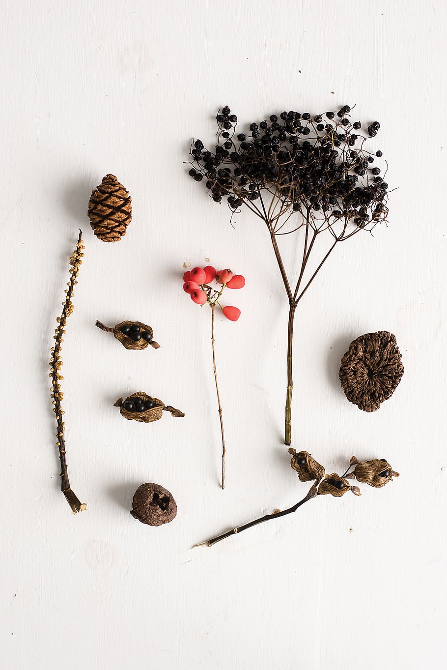 pine cone and dried pepper seeds, human, person, people, plant