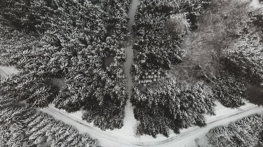 forest, drone, landscape, air, trees, green, top, snow, winter HD wallpaper