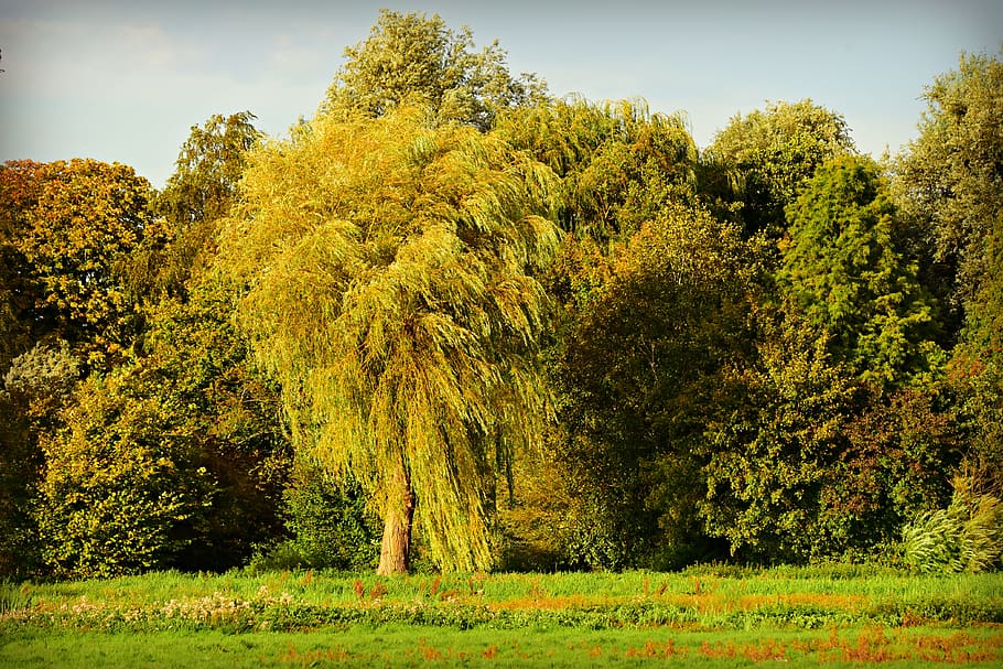 willow, tree, forest, meadow, park, nature, summer, plant, beauty in nature HD wallpaper