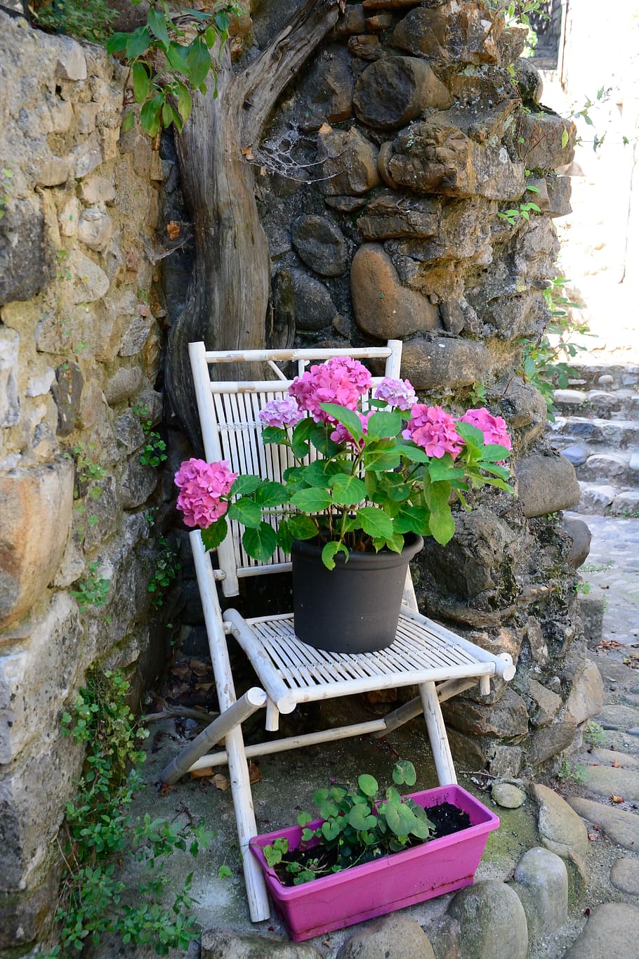 france, ardeche, hydrangea, pink, chair, plant, flowering plant HD wallpaper