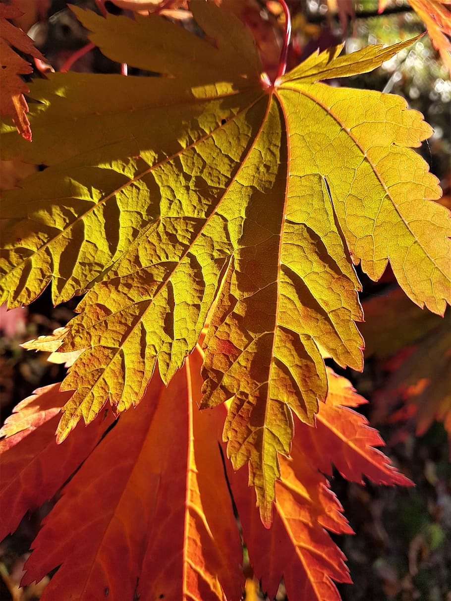 leaves, autumn, texture, plant part, leaf, close-up, change HD wallpaper
