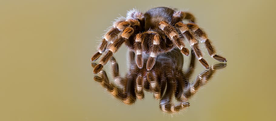 mirroring, glass, spider, tarantula, animal, animal themes HD wallpaper