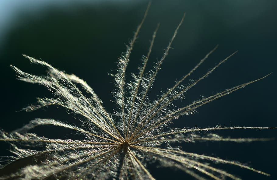 flugsame, slightly, filigree, close up, tender, flying, multiply HD wallpaper