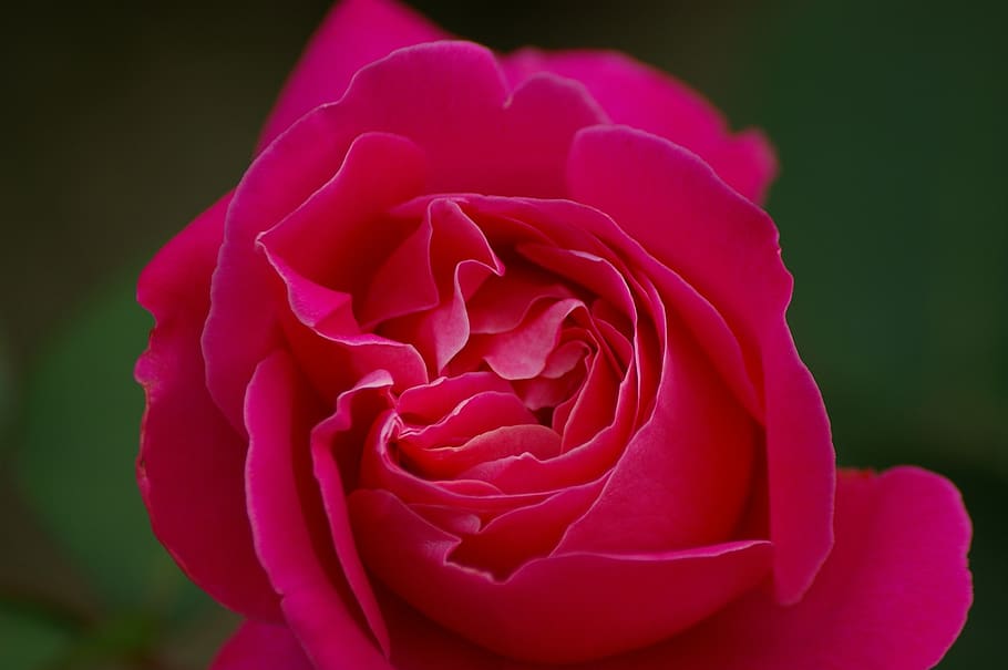 nature, flower, red, petal, rose, flowering plant, beauty in nature HD wallpaper