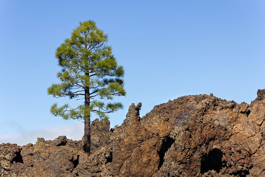 volcano, teide, tree, karg, volcanic rock, volcanic landscape HD wallpaper