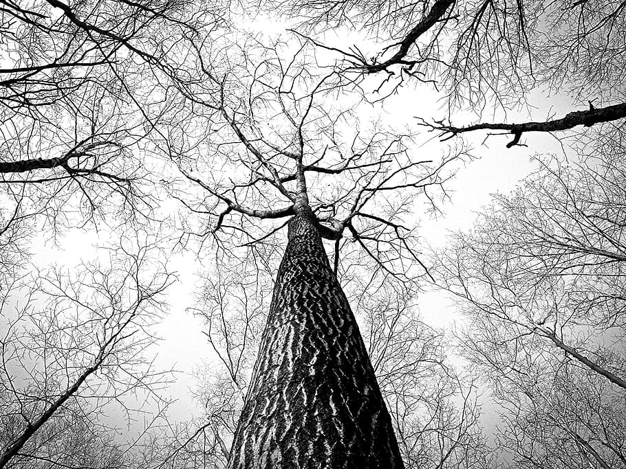 trees, trunk, bark, branches, woods, nature, bare tree, low angle view HD wallpaper