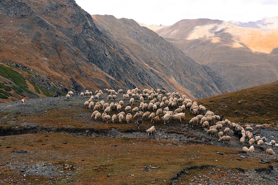white sheep lot, abano pass, georgia, mountain range, crest, outdoors HD wallpaper