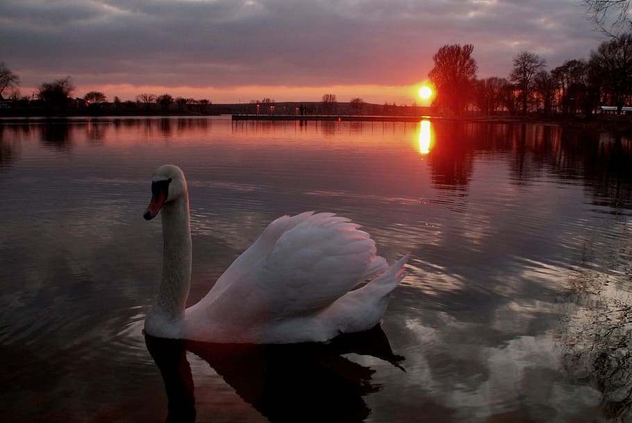sunset, nature, lake, sky, water, bird, vertebrate, swan, animal HD wallpaper