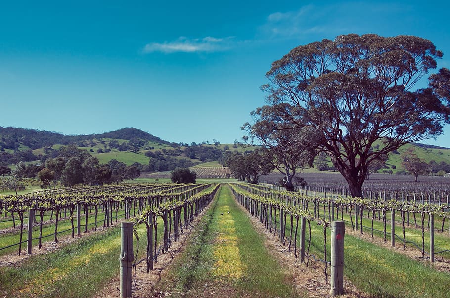 vineyard, vines, grapes, fruit, grapevine, green, agriculture HD wallpaper