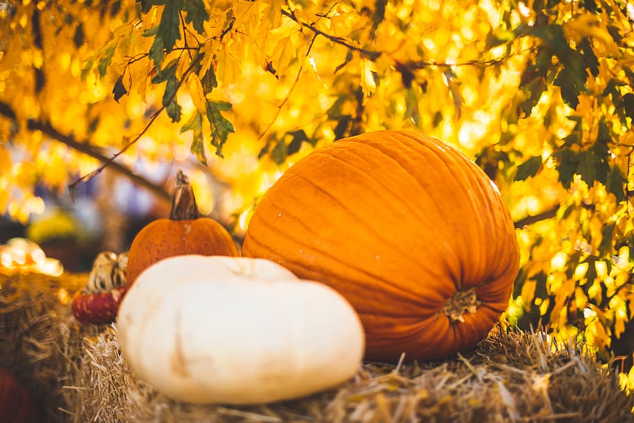 two orange pumpkin decors, squash, flora, produce, vegetable HD wallpaper
