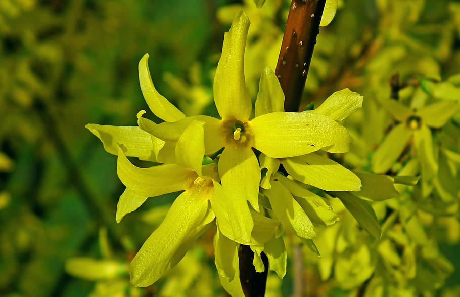 forsythia, flowers, bush, spring, yellow, nature, closeup, blossoming HD wallpaper