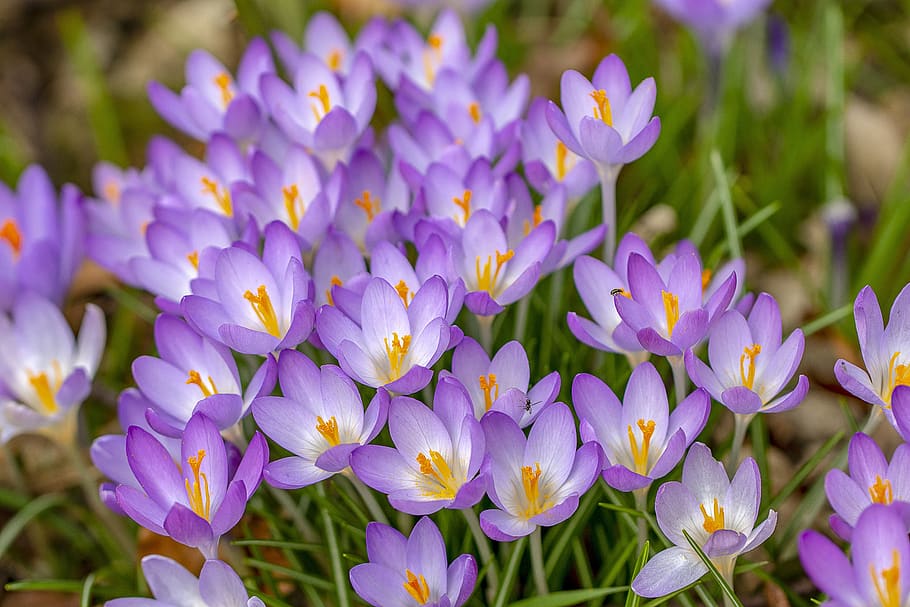 crocus, spring, wildflowers, bloom, nature, plant, purple, blossom HD wallpaper