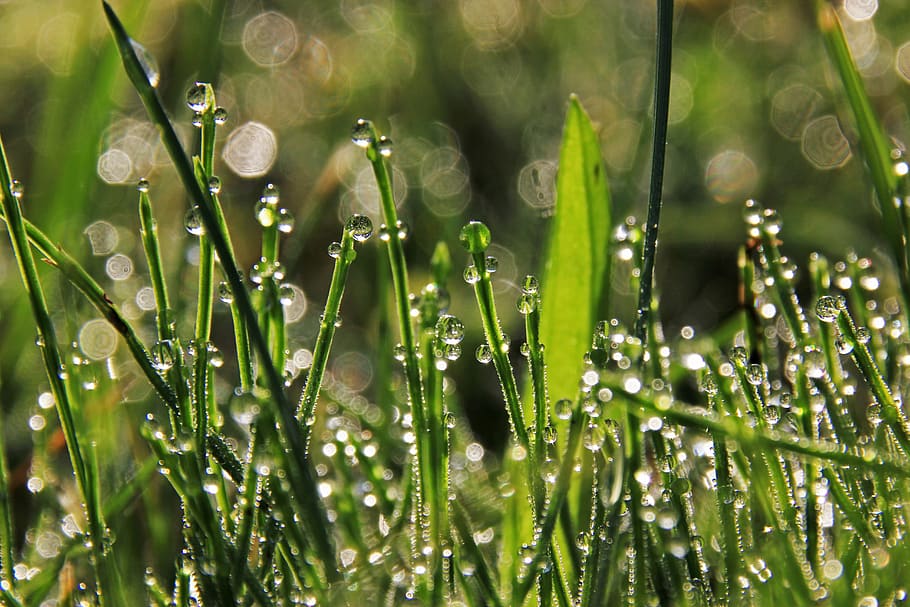 grass, drops, wet, water, plant, growth, beauty in nature, green color HD wallpaper