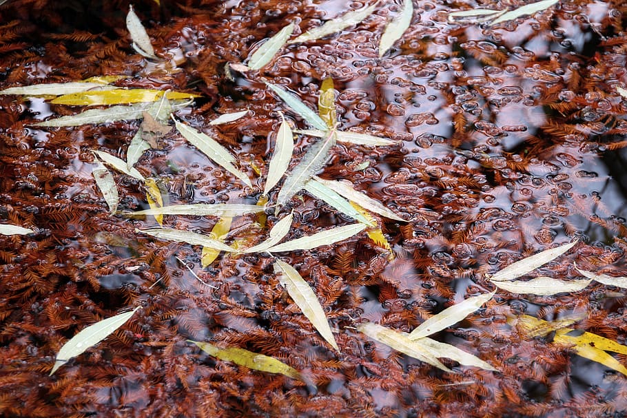 floating leaves, no people, close-up, nature, leaf, plant part HD wallpaper