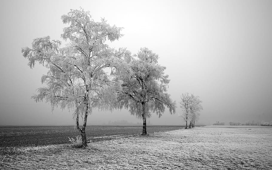 nature, snow, trees, landscape, winter, ice, cold, zing, grass HD wallpaper