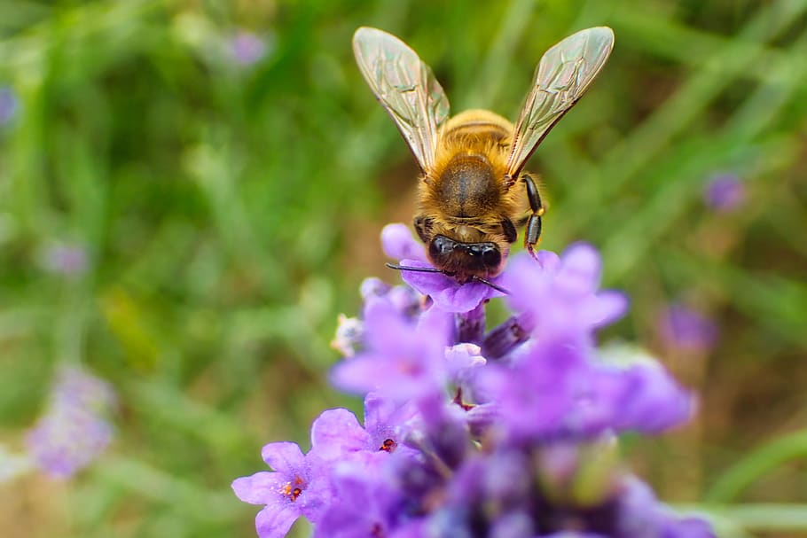bee, lavender, beautiful, blossom, bug, bumblebee, closeup HD wallpaper