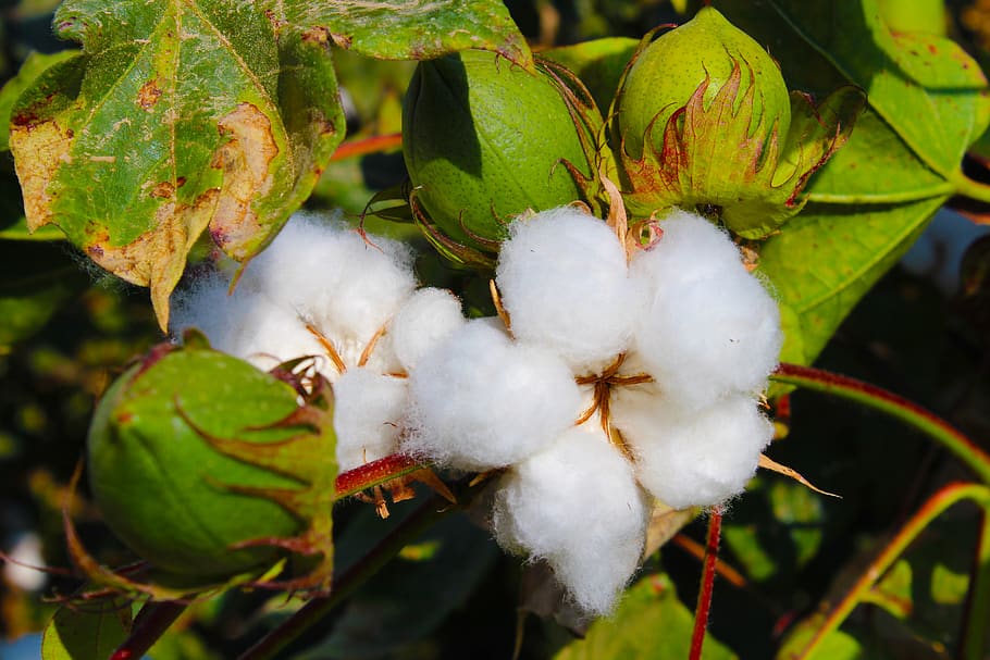 cotton, tajikistan, buttermilk, toimiston, plant, growth, close-up