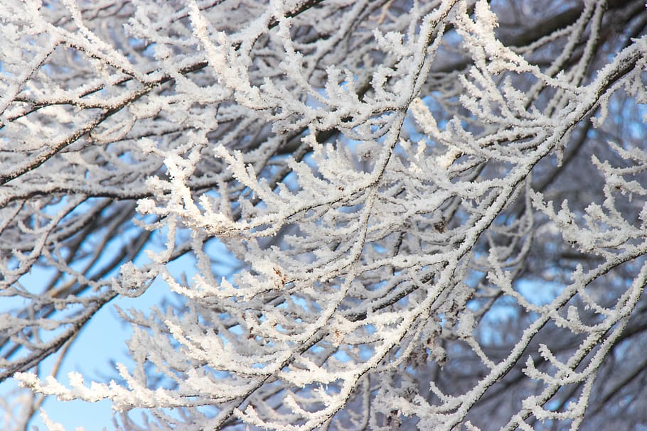 winter, ice, nature, crystals, cold, branches, cold temperature HD wallpaper