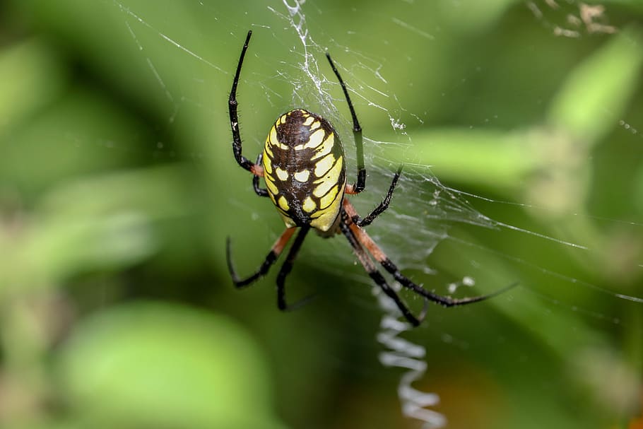 spider, web, cobweb, animal, case, invertebrate, animals in the wild HD wallpaper
