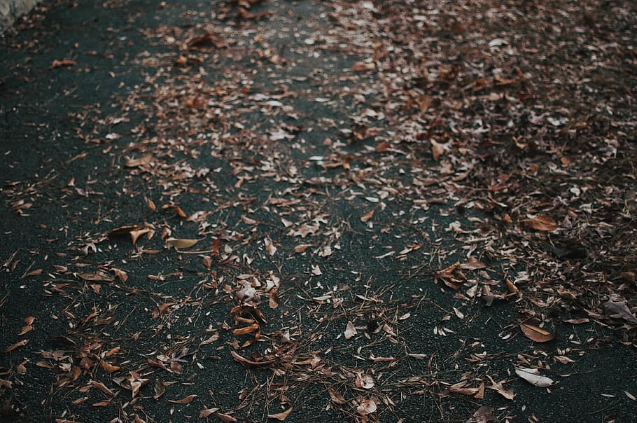 fall, winter, trail, leafe, plant part, land, field, no people HD wallpaper