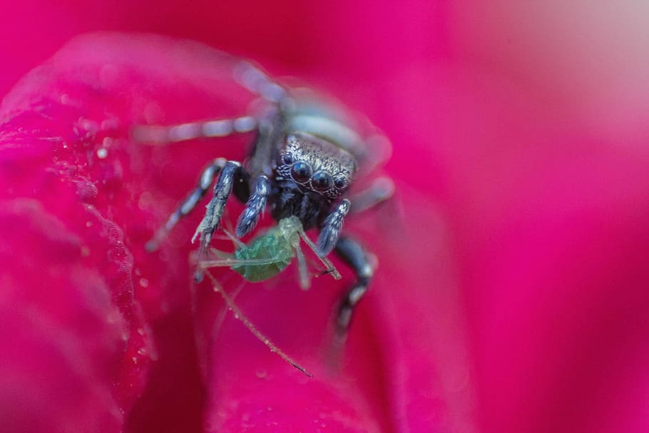 nature, animals, insects, bug, closeup, macro, pink, close-up HD wallpaper