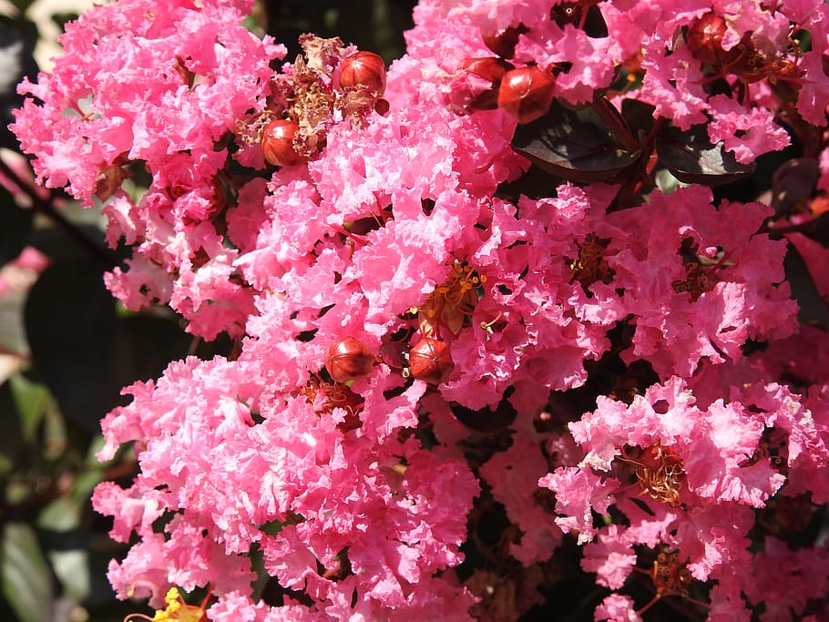 nature, pink, flower, fragility, vulnerability, flowering plant HD wallpaper