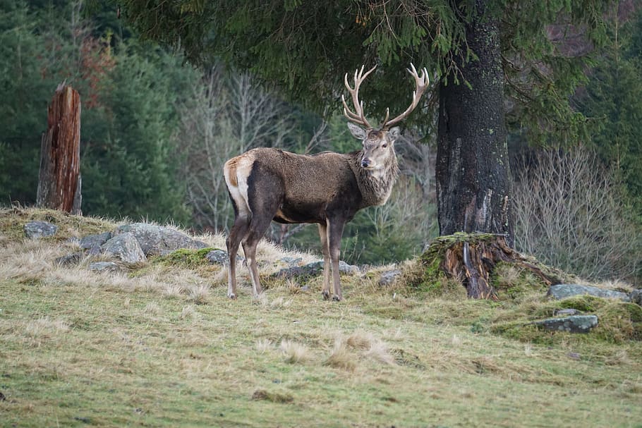 hirsch, nature, grass, moose, mammal, animal, wild, animal wildlife HD wallpaper