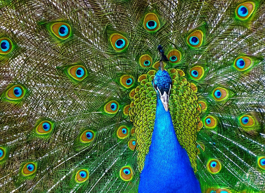 peacock, bird, plumage, pride, colorful, peacock feathers, iridescent HD wallpaper