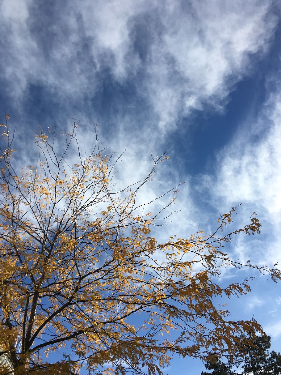 austria, vienna, autum, tree, sky, cloud - sky, low angle view HD wallpaper