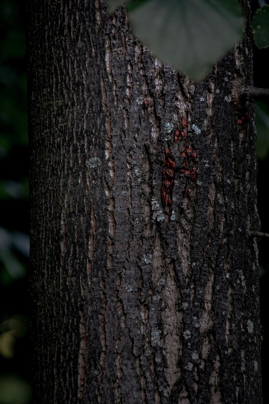 tree, tree trunk, plant, close-up, focus on foreground, textured HD wallpaper