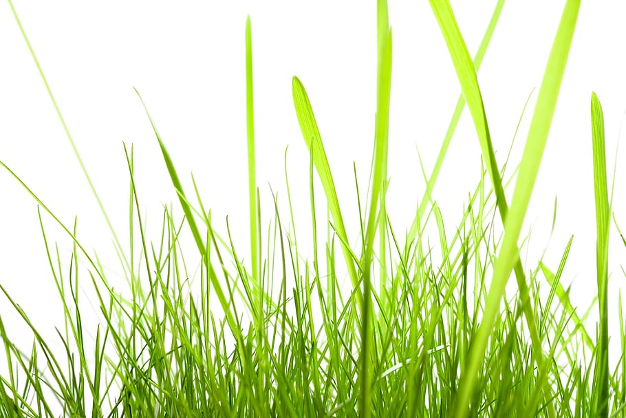 background, field, fresh, garden, grass, green, growth, herb HD wallpaper