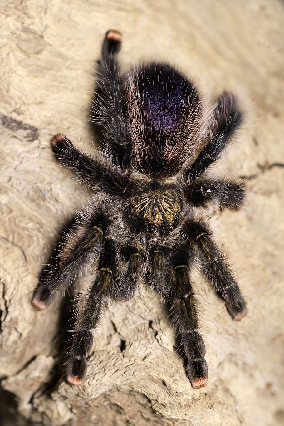 tarantula, spider, creepy, arachnid, hairy, phobia, fear, exotic, HD wallpaper