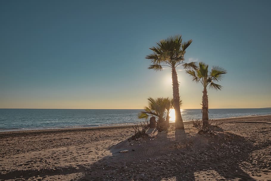 beach, palm, tree, ocean, sunset, scenic, water, relaxation HD wallpaper