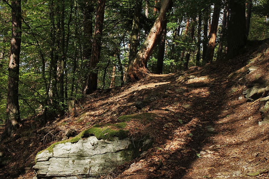 tree, forest, plant, land, tranquility, beauty in nature, growth HD wallpaper