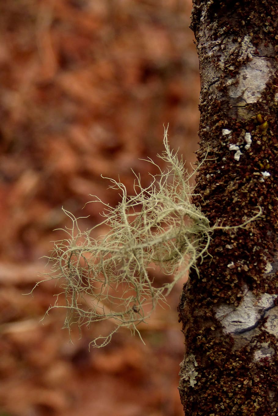lichen, tree, woods, forest, lacy, plant, tree trunk, close-up HD wallpaper