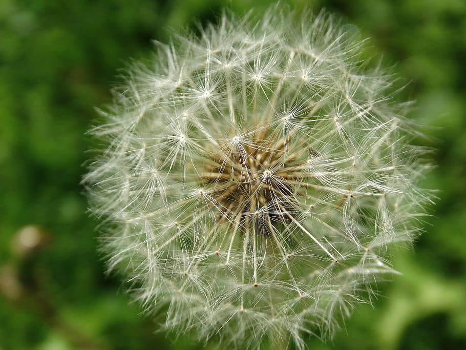 Dandelion Flower, bloom, blur, close-up, flora, macro, nature HD wallpaper