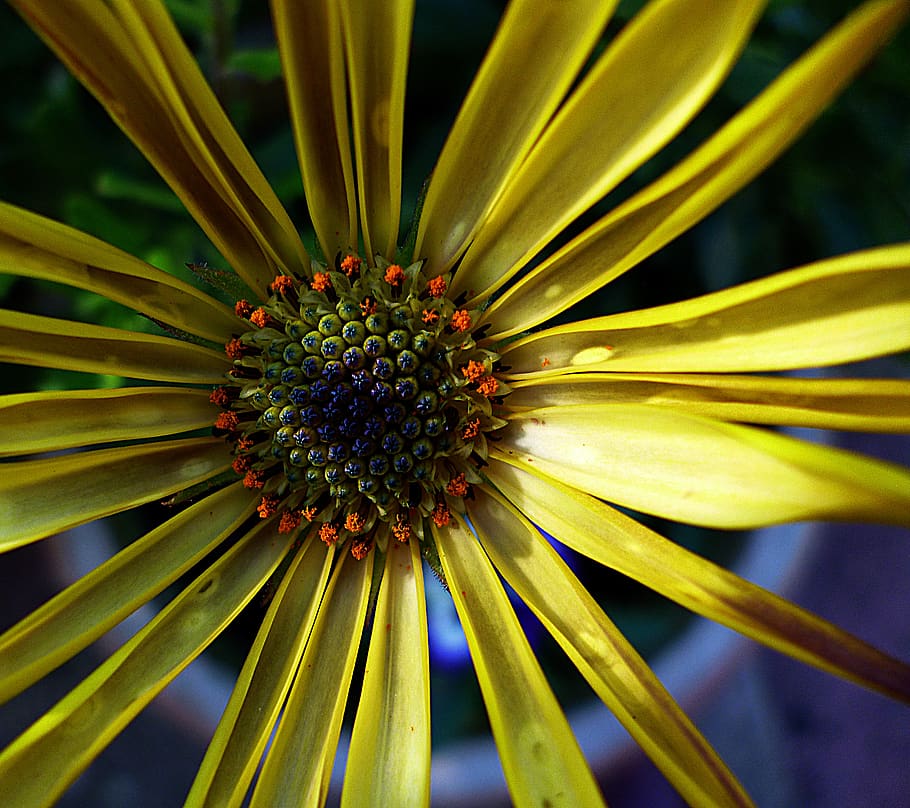 Yellow and Green Petal Flower, bloom, blossom, close-up, flora HD wallpaper