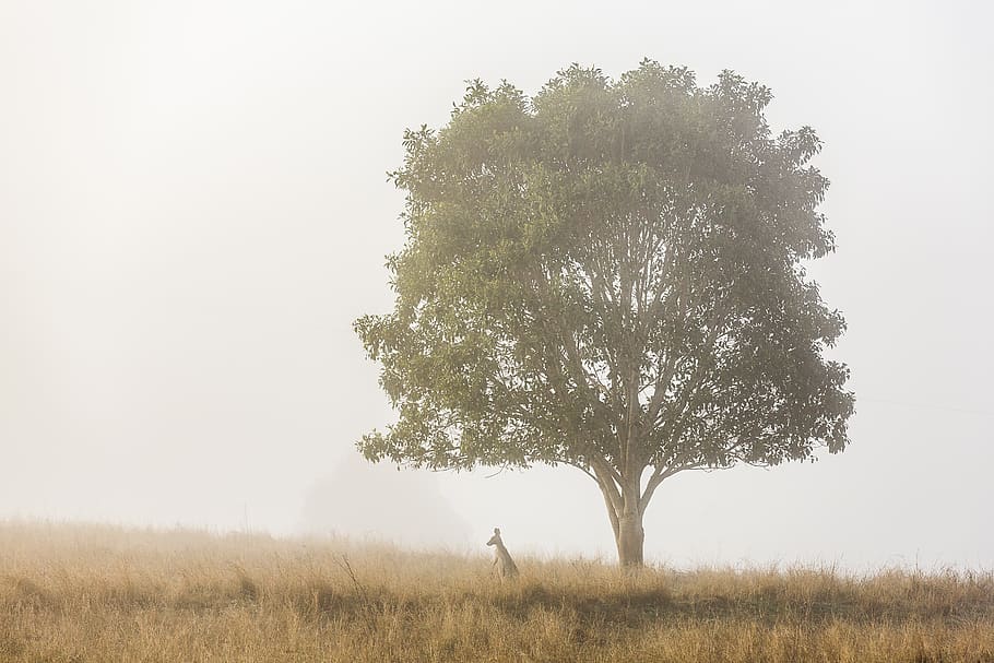 kangaroo standing under tree, plant, field, land, sky, grass HD wallpaper
