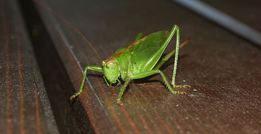 grasshopper, grille, insect, springer, legs, animal world, close up HD wallpaper