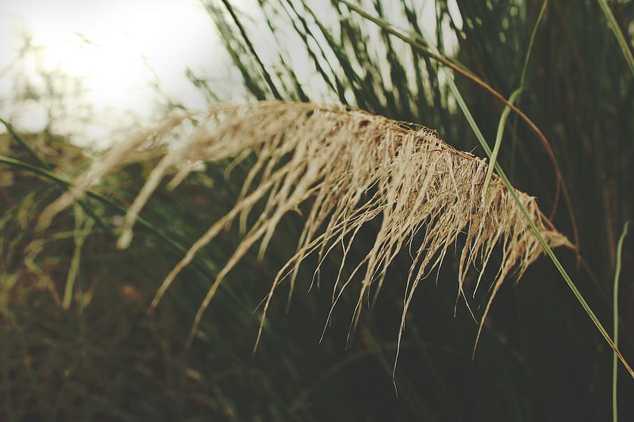 nature, plant, growth, grass, close-up, no people, land, day HD wallpaper