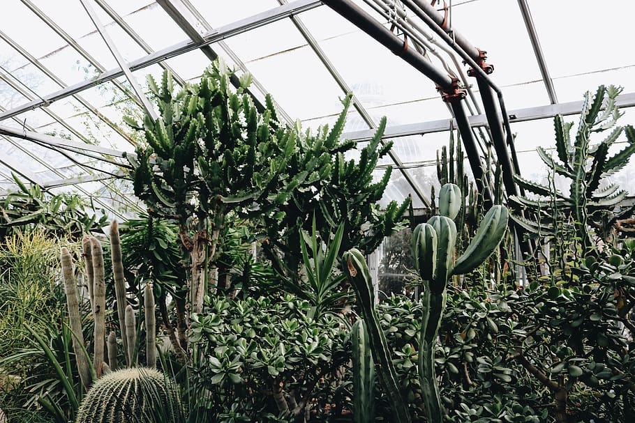 cactus garden during daytime, growth, plant, greenhouse, green color HD wallpaper