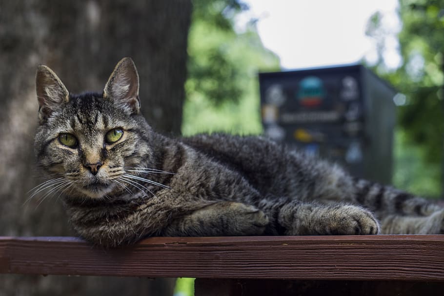 cat, outside, table, eyes, focus, grey, domestic, pets, domestic cat HD wallpaper