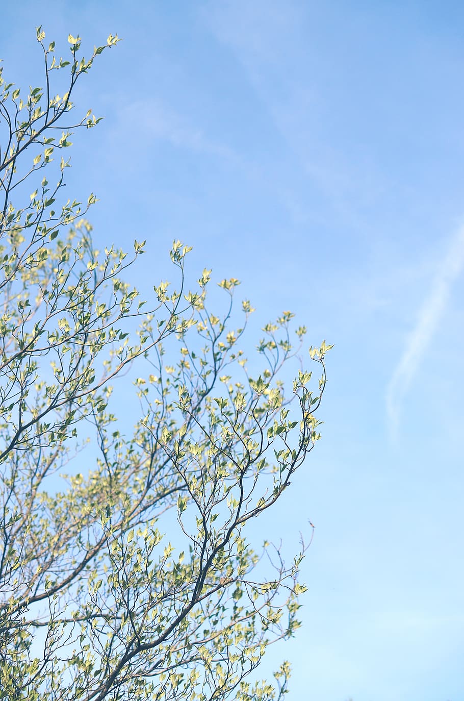 green tree, sky, plant, low angle view, beauty in nature, branch HD wallpaper