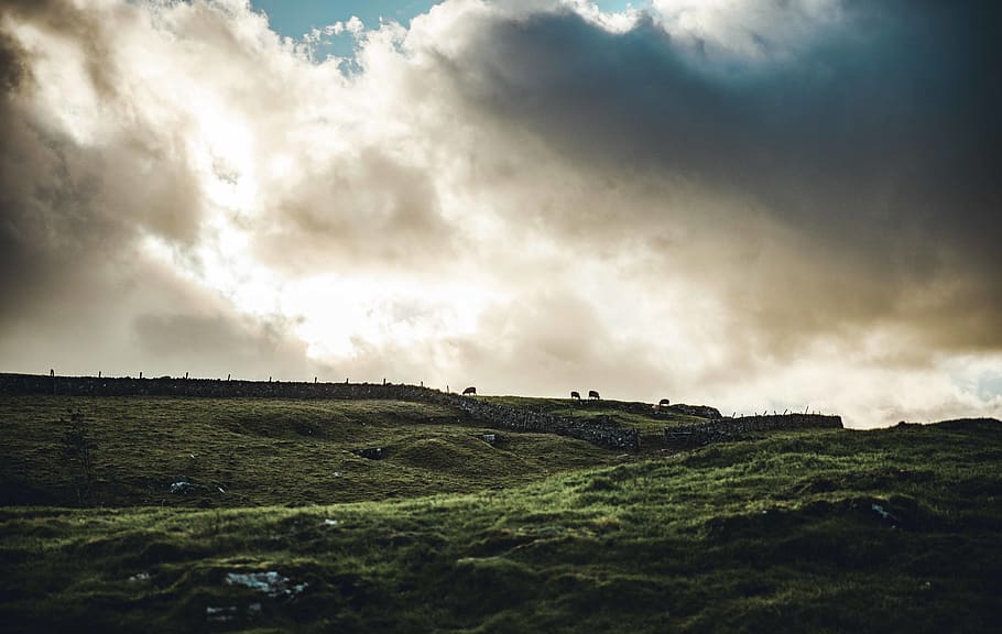 Lanscape, nature, outdoors, field, grassland, animal, bird, countryside HD wallpaper