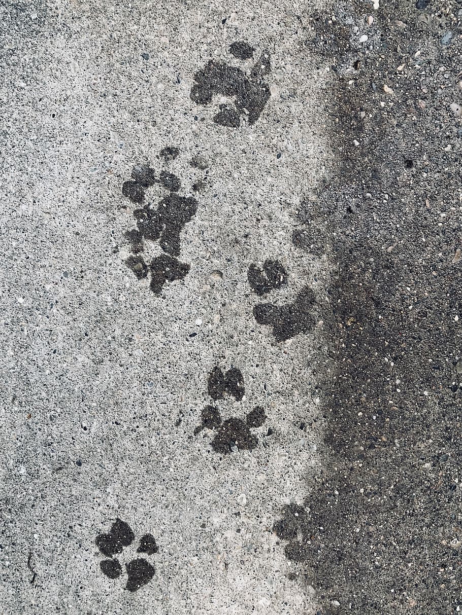 paw print, pawprint, cement, dog, footprint, foot print, sidewalk, HD wallpaper